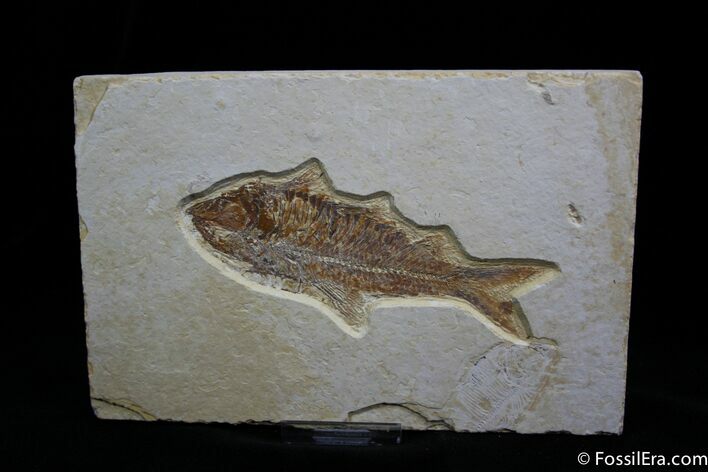 Inch Knightia Fossil Fish - Great Preservation #802